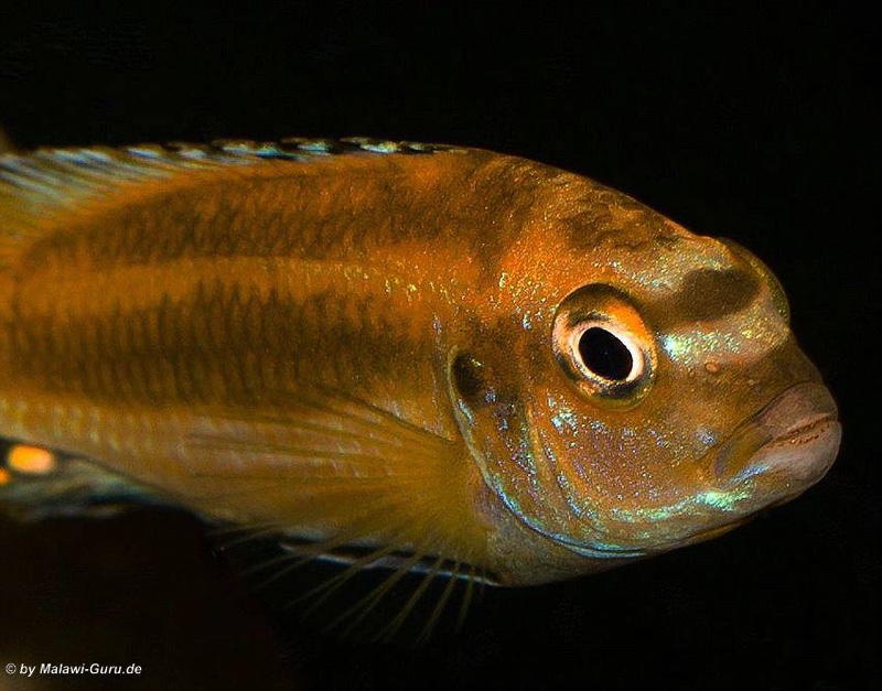 Pseudotropheus johannii 'Gome'
